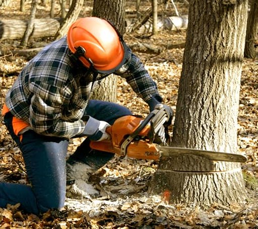 Tree Removal in Glenville, WV